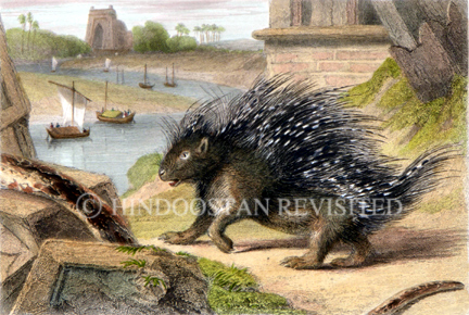 /data/Original Prints/Natural History/THE PORCUPINE.jpg